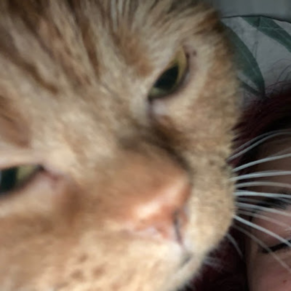 Meet your Posher, Wren